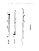 PRODUCTIONS OF HETERO-OLIGOMERIC PROTEINS IN PLANTS diagram and image