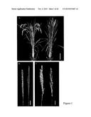 MUTATED NUCLEOTIDE MOLECULE, AND TRANSFORMED PLANT CELLS AND PLANTS     COMPRISING THE SAME diagram and image