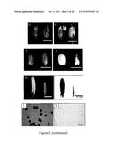 MUTATED NUCLEOTIDE MOLECULE, AND TRANSFORMED PLANT CELLS AND PLANTS     COMPRISING THE SAME diagram and image