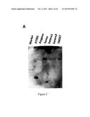 MUTATED NUCLEOTIDE MOLECULE, AND TRANSFORMED PLANT CELLS AND PLANTS     COMPRISING THE SAME diagram and image