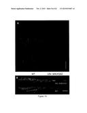 MUTATED NUCLEOTIDE MOLECULE, AND TRANSFORMED PLANT CELLS AND PLANTS     COMPRISING THE SAME diagram and image