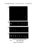 MUTATED NUCLEOTIDE MOLECULE, AND TRANSFORMED PLANT CELLS AND PLANTS     COMPRISING THE SAME diagram and image