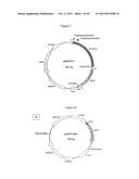 MITOCHONDRIAL EXPRESSION VECTOR AND METHOD FOR THE TRANSFORMATION OF     MITOCHONDRIA diagram and image