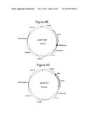 MITOCHONDRIAL EXPRESSION VECTOR AND METHOD FOR THE TRANSFORMATION OF     MITOCHONDRIA diagram and image