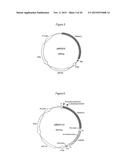 MITOCHONDRIAL EXPRESSION VECTOR AND METHOD FOR THE TRANSFORMATION OF     MITOCHONDRIA diagram and image