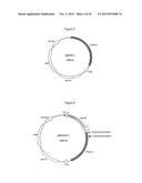 MITOCHONDRIAL EXPRESSION VECTOR AND METHOD FOR THE TRANSFORMATION OF     MITOCHONDRIA diagram and image