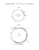 MITOCHONDRIAL EXPRESSION VECTOR AND METHOD FOR THE TRANSFORMATION OF     MITOCHONDRIA diagram and image