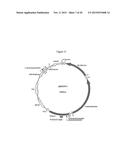 MITOCHONDRIAL EXPRESSION VECTOR AND METHOD FOR THE TRANSFORMATION OF     MITOCHONDRIA diagram and image