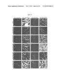 MITOCHONDRIAL EXPRESSION VECTOR AND METHOD FOR THE TRANSFORMATION OF     MITOCHONDRIA diagram and image