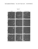 MITOCHONDRIAL EXPRESSION VECTOR AND METHOD FOR THE TRANSFORMATION OF     MITOCHONDRIA diagram and image