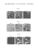 MITOCHONDRIAL EXPRESSION VECTOR AND METHOD FOR THE TRANSFORMATION OF     MITOCHONDRIA diagram and image