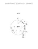 YEAST CELLS HAVING DISRUPTED PATHWAY FROM DIHYDROXYACETONE PHOSPHATE TO     GLYCEROL diagram and image