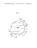 YEAST CELLS HAVING DISRUPTED PATHWAY FROM DIHYDROXYACETONE PHOSPHATE TO     GLYCEROL diagram and image