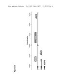 MANTLE PHENOTYPE DETECTION IN PALM diagram and image