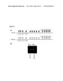 MANTLE PHENOTYPE DETECTION IN PALM diagram and image