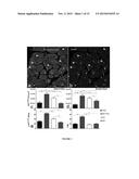 CARDIAC STEM CELLS AND METHODS OF IDENTIFYING AND USING THE SAME diagram and image