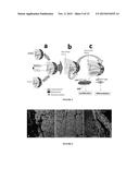 CARDIAC STEM CELLS AND METHODS OF IDENTIFYING AND USING THE SAME diagram and image