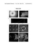 Micropillar Arrays for Assaying Myelination diagram and image