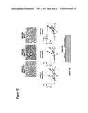 Human Notch Receptor Mutations and Their Use diagram and image