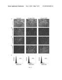 SSEA4 AND ST3GAL2 AS CHEMOTHERAPEUTIC DRUG RESPONSE BIOMARKERS diagram and image