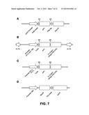 METHODS AND COMPOSITIONS RELATED TO MODULATORS OF EUKARYOTIC CELLS diagram and image