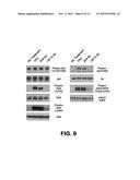 METHODS AND COMPOSITIONS RELATED TO MODULATORS OF EUKARYOTIC CELLS diagram and image