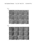 METHOD FOR ASSESSING CELL AGING diagram and image