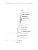 Isolation and Use of FAD2 and FAE1 From Camelina diagram and image