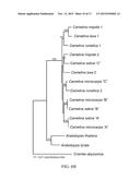 Isolation and Use of FAD2 and FAE1 From Camelina diagram and image