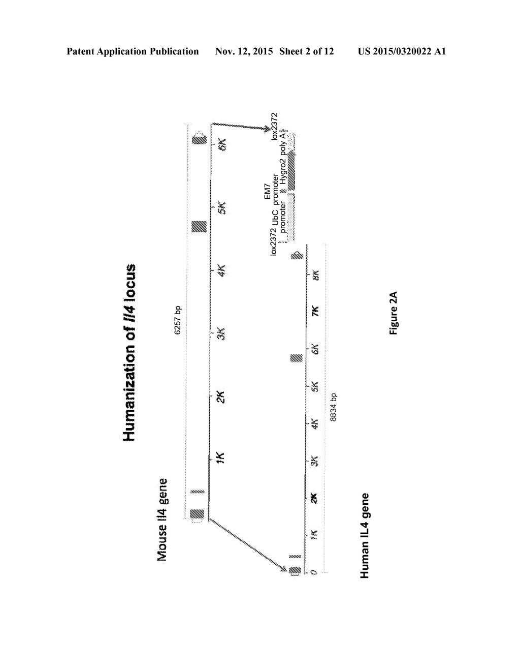 HUMANIZED IL-4 AND IL-4Ra ANIMALS - diagram, schematic, and image 03