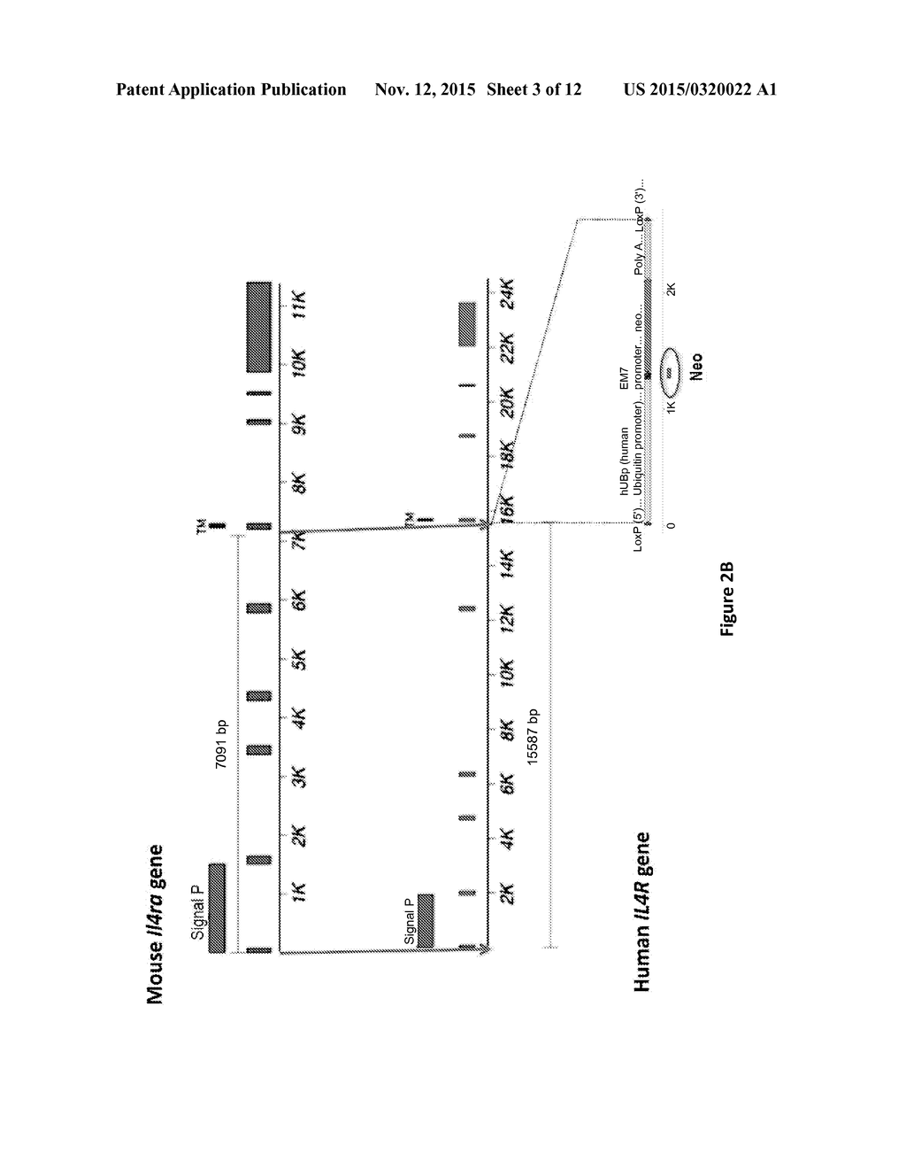 HUMANIZED IL-4 AND IL-4Ra ANIMALS - diagram, schematic, and image 04