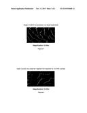 COMPOSITIONS AND METHOD FOR THERMAL PROTECTION OF HAIR diagram and image