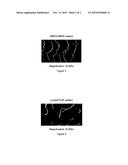 COMPOSITIONS AND METHOD FOR THERMAL PROTECTION OF HAIR diagram and image