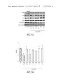 COMPOSITIONS AND METHODS FOR TREATING NEUROLOGICAL DISEASES OR INJURY diagram and image