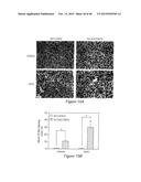 Sulfated-Oxysterol and Oxysterol Sulfation by Hydroxysterol     Sulfotransferase Promote Lipid Homeostasis and Liver Proliferation diagram and image