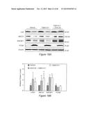 Sulfated-Oxysterol and Oxysterol Sulfation by Hydroxysterol     Sulfotransferase Promote Lipid Homeostasis and Liver Proliferation diagram and image