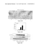 Sulfated-Oxysterol and Oxysterol Sulfation by Hydroxysterol     Sulfotransferase Promote Lipid Homeostasis and Liver Proliferation diagram and image