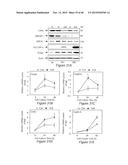 Sulfated-Oxysterol and Oxysterol Sulfation by Hydroxysterol     Sulfotransferase Promote Lipid Homeostasis and Liver Proliferation diagram and image