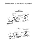 Method for production of anti-tumor TRAIL protein diagram and image