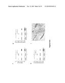 RUTHENIUM CARBON MONOXIDE RELEASING MOLECULES AND USES THEREOF diagram and image