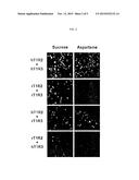 T1R TASTE RECEPTORS AND GENES ENCODING SAME diagram and image