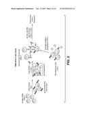 ANTI-PD-L1 ANTIBODIES AND ARTICLES OF MANUFACTURE diagram and image