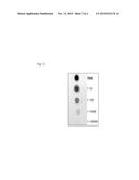 NOVEL POLYSACCHARIDE IMMUNOGENS FROM CLOSTRIDIUM BOLTEAE ISOLATED FROM     AUTISTIC SUBJECTS AND METHODS AND USES THEREOF diagram and image