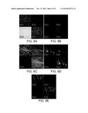 HYDROPHOBIC AND OLEOPHOBIC SURFACES AND USES THEREOF diagram and image