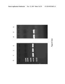 Syntrophic co-culture of anaerobic microorganism for production of     n-butanol from syngas diagram and image