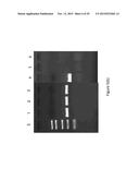 Syntrophic co-culture of anaerobic microorganism for production of     n-butanol from syngas diagram and image