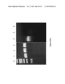 Syntrophic co-culture of anaerobic microorganism for production of     n-butanol from syngas diagram and image