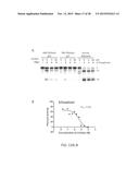 HBV RNASE H PURIFICATION AND ENZYME INHIBITORS diagram and image