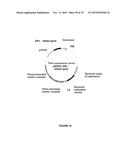 Plants Having Enhanced Yield-Related Traits And Methods For Making The     Same diagram and image