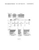 GENOMIC RNA PACKAGING ENHANCER ELEMENT diagram and image